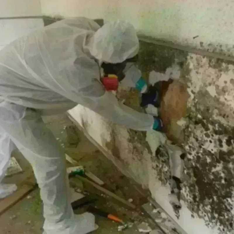 Mold Remediation and Removal in Los Gatos, CA